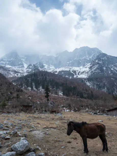 Ngawa Tibetan and Qiang Autonomous Prefecture, Sichuan Province, China - March 30, 2019 : Horse of Mount Siguniang, Four Girls Mountain(Four Sisters Mountain, Oriental Alps).