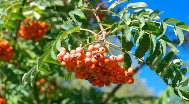 istock ashberry at dry sunny summer day 1145586586