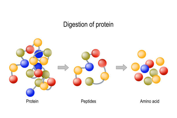 Digestion of Protein. Enzymes (proteases and peptidases), peptides and amino acids Digestion of Protein. Enzymes (proteases and peptidases) are digestion breaks the protein into smaller peptide chains and into single amino acids, which are absorbed into the blood metabolism illustrations stock illustrations