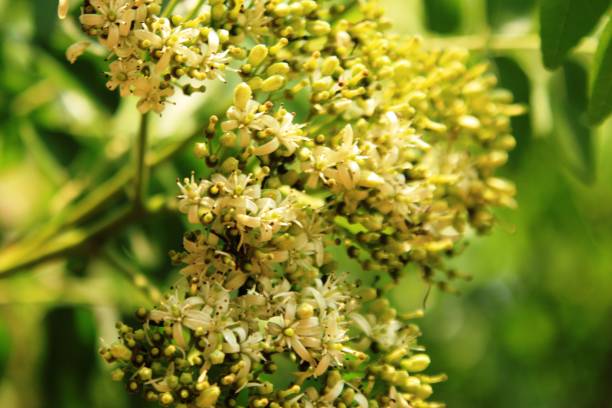 istock Close up of white tiny curry tree flowers. curry tree (Murraya koenigii) also known as sweet neem or kadi patta or curry vepila, is a tropical to sub-tropical tree in the family Rutaceae . India 1145590539