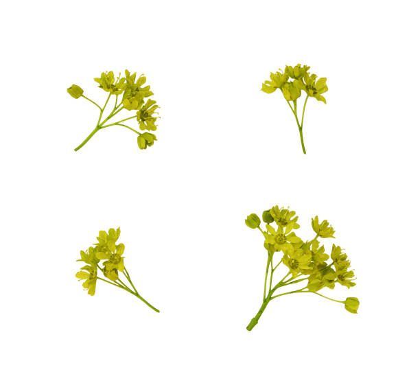 istock Set of small green flowers 1145590817