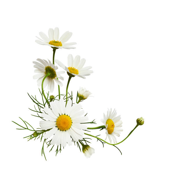 istock Daisy flowers and buds in a corner floral arrangement 1145590837