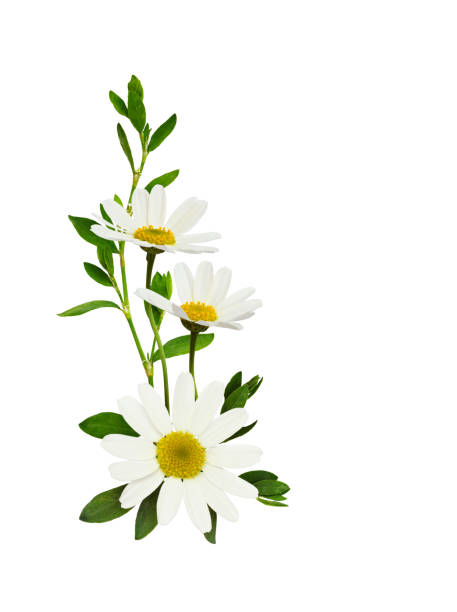 istock Daisy flowers  in a corner floral arrangement 1145590872