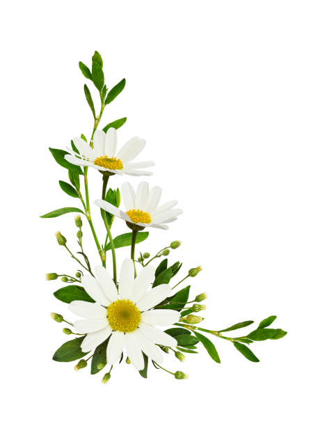 istock Daisy flowers  in a corner floral arrangement 1145590880