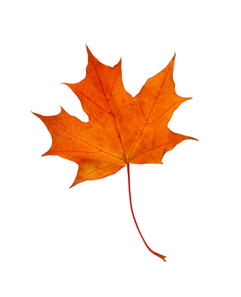istock Closeup of rorange autumn maple leaf 1145591031