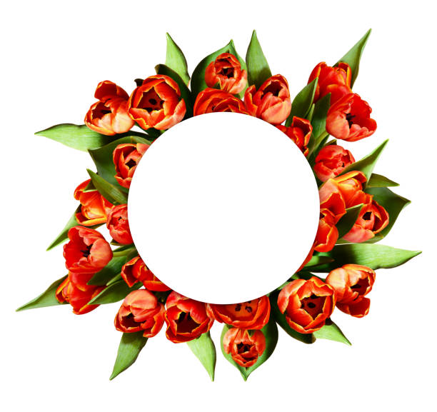 istock Red tulip flowers bouquet and round card 1145593216