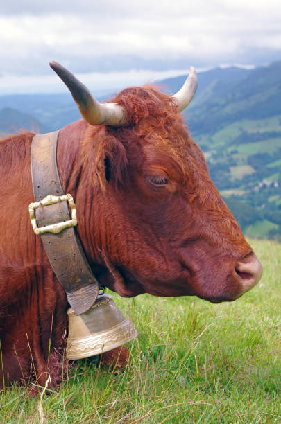 istock French Salers cow portrait 1145593892