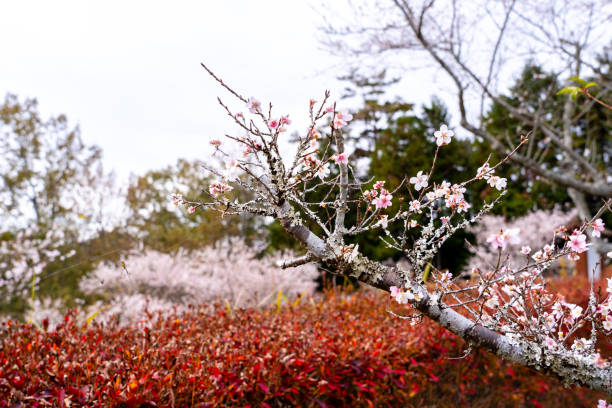 istock Focus sakura cherry blossom almost fallen from dry branches on blurred colorful red autumn trees in forest, Japan. 1145594326