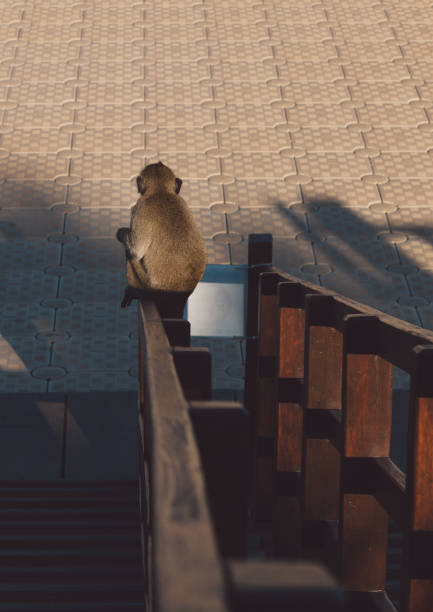 visão de alto ângulo do macaco sentado no corrimão - indochina wild animals cats travel locations - fotografias e filmes do acervo