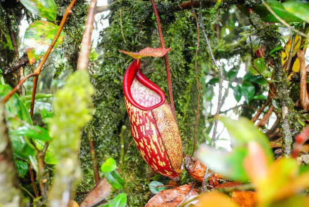Wild Nepenthes, Tropical pitcher plants, red monkey cups. Exotic plants