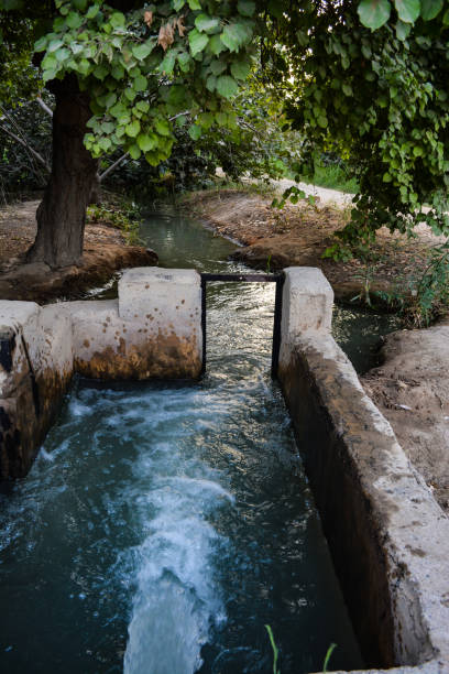istock old Irrigation of orchards 1145596757