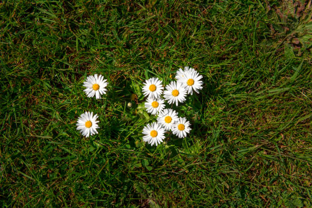 istock Group of nine daisies growing in grass shot directly overhead. 1145598288