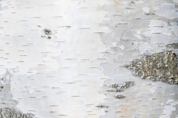 istock The macro shot of birch bark texture or background 1145600475