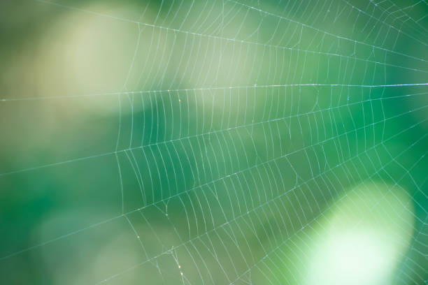 istock natural spider web and green blur bokeh background. 1145600480