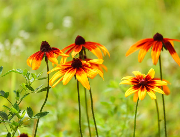 istock Rudbeckia yellow asteraceae flowers close-up outdoors image 1145600896