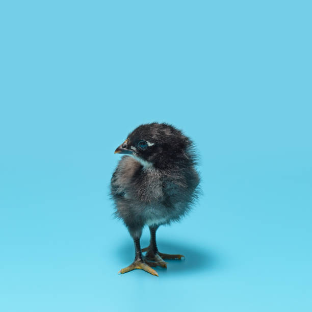 istock One black little pretty chick is standing on a blue background. 1145601661