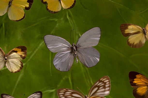 istock Closed up Butterfly on flower -Blur flower background 1145602065