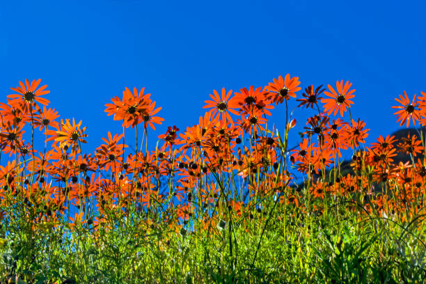 Orange Sneezeweed Wildflowers in Mountain Meadow - Lush meadows of colorful vibrant wildflowers in wilderness environment. Hymenoxys hoopesii.