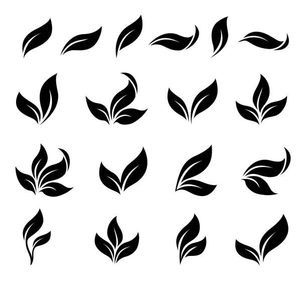 ilustraciones, imágenes clip art, dibujos animados e iconos de stock de iconos de hojas negras abstractas establecidas - tea crop leaf freshness organic