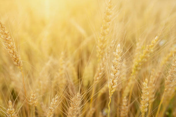 istock Golden ears of wheat 1145602880