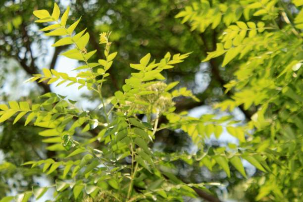 istock Close up of Curry leaf 1145603998