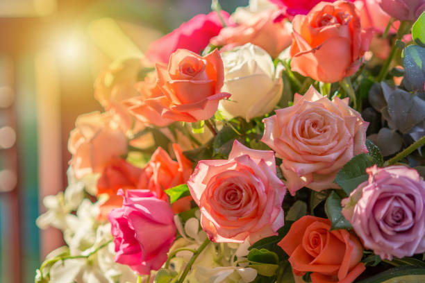 rosa y luz cálida en el fondo del jardín - romance petal nature close up fotografías e imágenes de stock