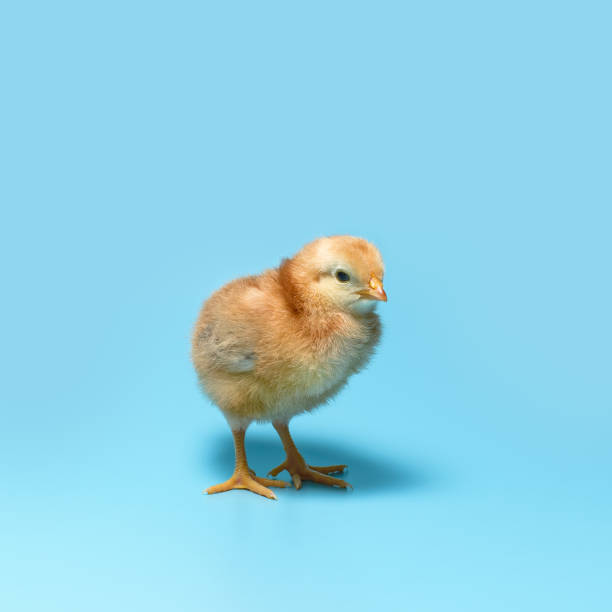 istock One brown fuzzy young chick is standing on a blue background 1145604226