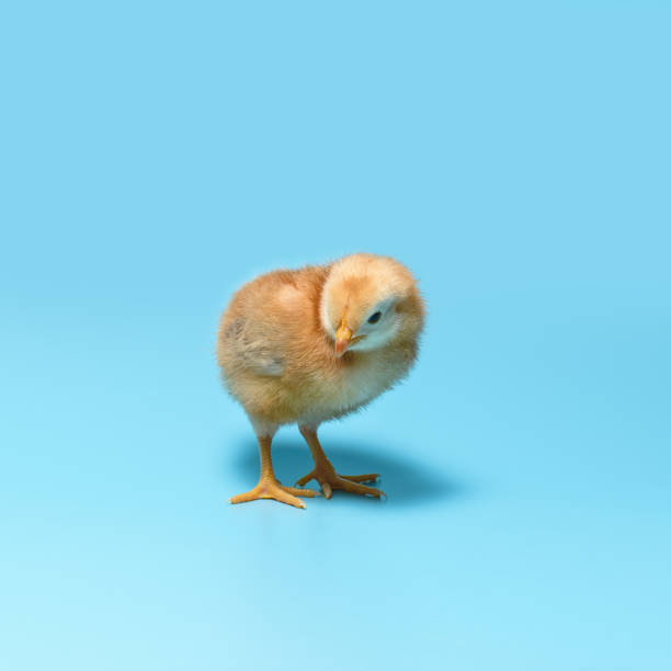 istock One brown fuzzy young chick is standing on a blue background 1145604282