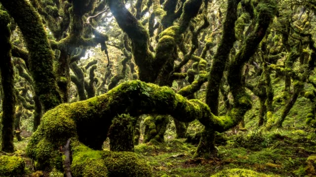 Mystic of green rain forest trees covered with moss in New Zealand wild nature Time lapse Dolly shot