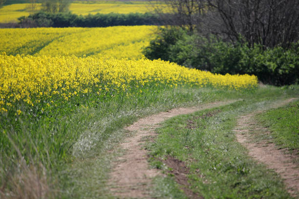 흙도로와 유채 아름 다운 노란색 필드 스톡 사진