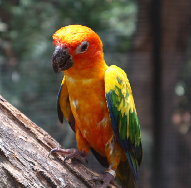 istock Beautiful Macaw and Parrot birds in the public parks 1145607633
