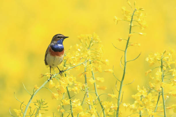 istock ... Blue throat on rapeseed ... Blue Throat ... 1145607664