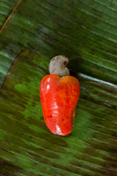 Top view of cashew fruit arranged on a banana leaf stock photo