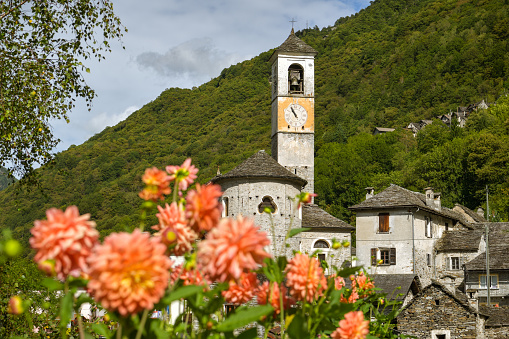 Beautiful flowers with village of Lavertezzo in Verzasca valley, Switzerland in background