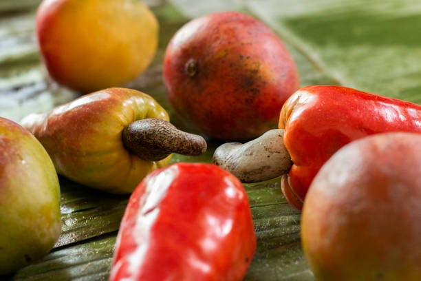 Side view of cashew fruit arranged on a banana leaf along with ripen Mango stock photo