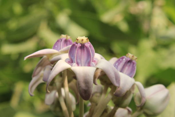 istock Macro of Calotropis gigantea flower 1145608008