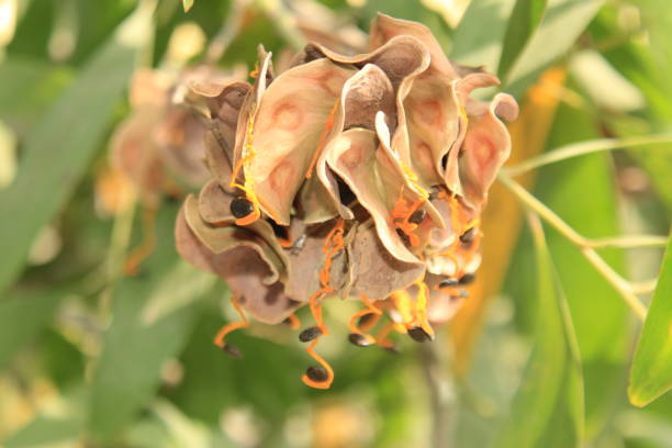 istock Acacia auriculiformis fruit and seeds. 1145609268