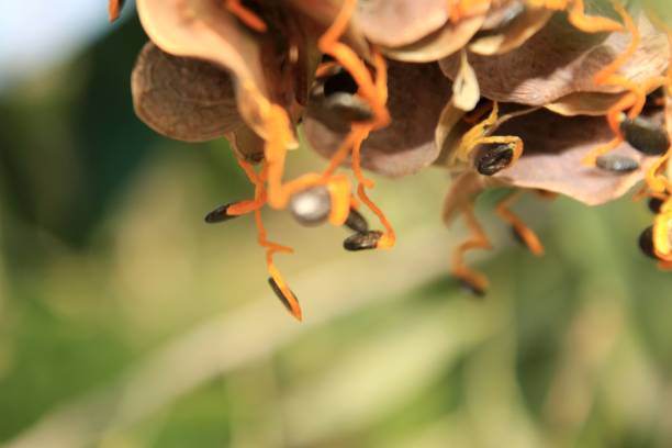 istock Acacia auriculiformis fruit and seeds. 1145609280