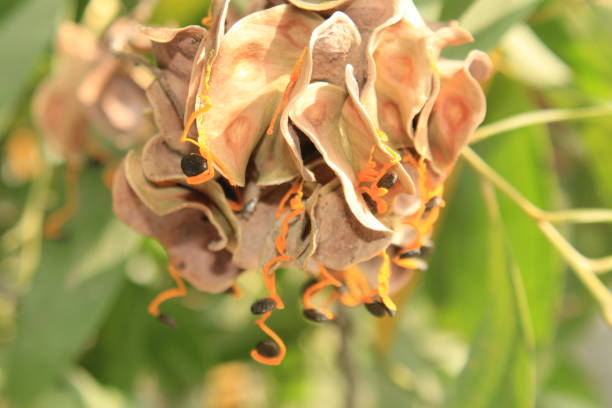 istock Acacia auriculiformis fruit and seeds. 1145609903