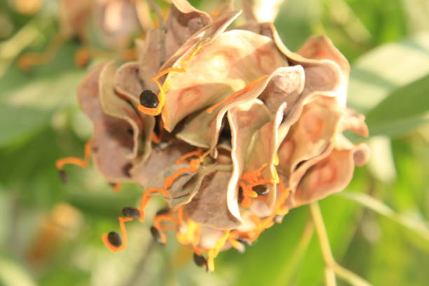 istock Acacia auriculiformis fruit and seeds. 1145610062