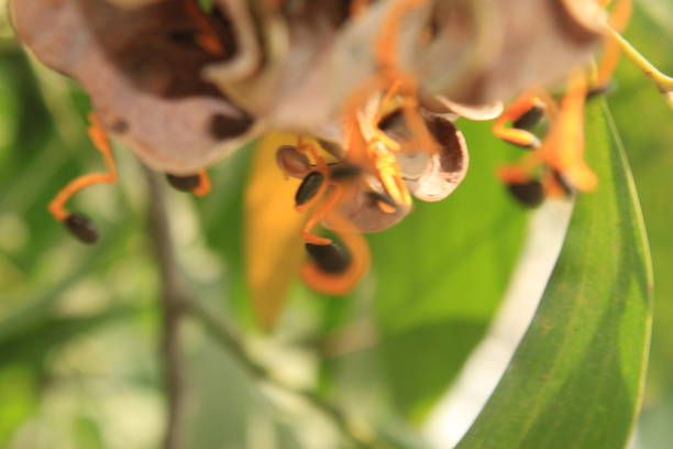 istock Acacia auriculiformis fruit and seeds. 1145610132