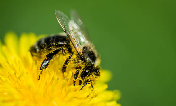 istock Honey bee and sunny yellow dandelion. Spring Card 1145610148