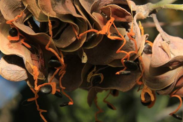 istock Acacia auriculiformis fruit and seeds. 1145610214