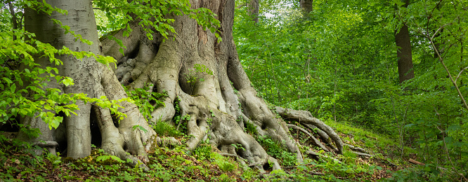 scenery of two old tree roots in a beautiful green forest