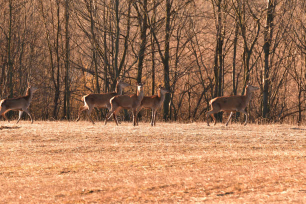 istock Buckskin colored camouflage colors like forest after winter 1145615225