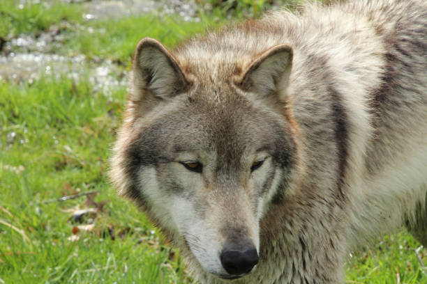 istock Close Up Face of a Wolf 1145616748