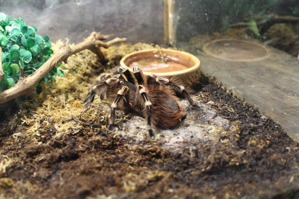 Big spider tarantula Big spider tarantula brachypelma albopilosum in all its glory big hairy tarantula stock pictures, royalty-free photos & images