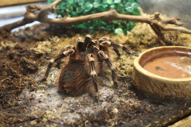 Big spider tarantula brachypelma Big spider tarantula brachypelma albopilosum in all its glory big hairy tarantula stock pictures, royalty-free photos & images