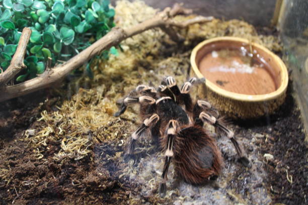Big spider tarantula brachypelma Big spider tarantula brachypelma albopilosum in all its glory big hairy tarantula stock pictures, royalty-free photos & images