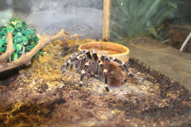 Big spider tarantula brachypelma Big spider tarantula brachypelma albopilosum in all its glory big hairy tarantula stock pictures, royalty-free photos & images